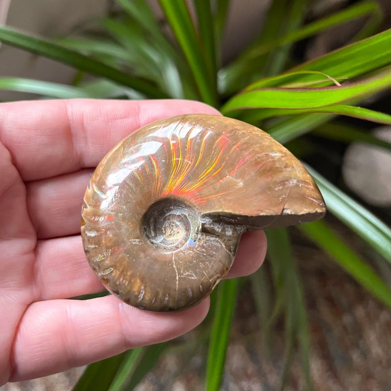 Iridescent Ammonite - K 6cm