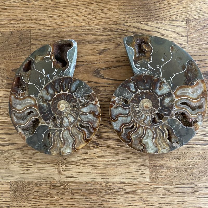 Ammonite Pair - J  14cm