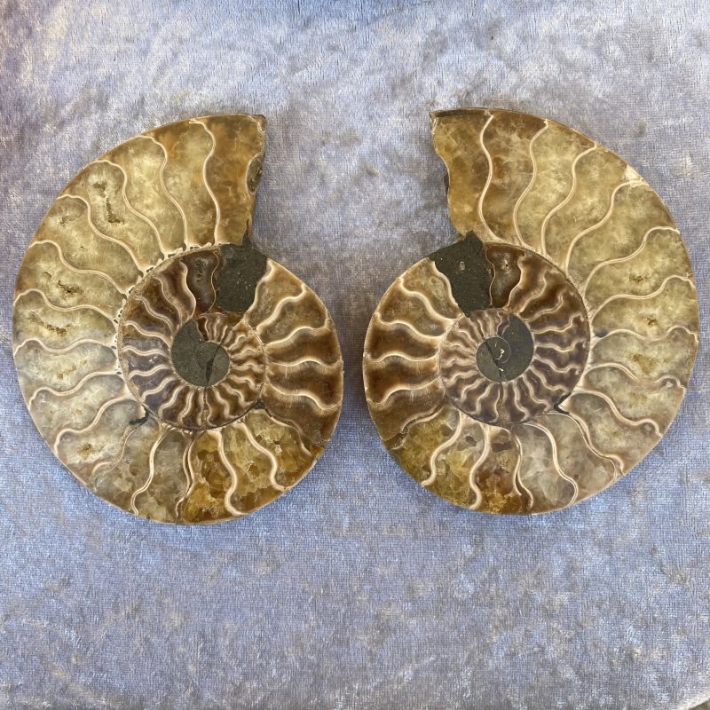 Ammonite Pair - F 11cm