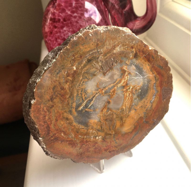 Petrified Wood Slice 'E' - 10cm