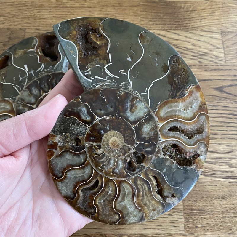 Ammonite Pair - J  14cm