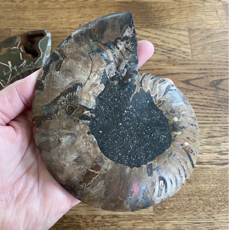 Ammonite Pair - J  14cm