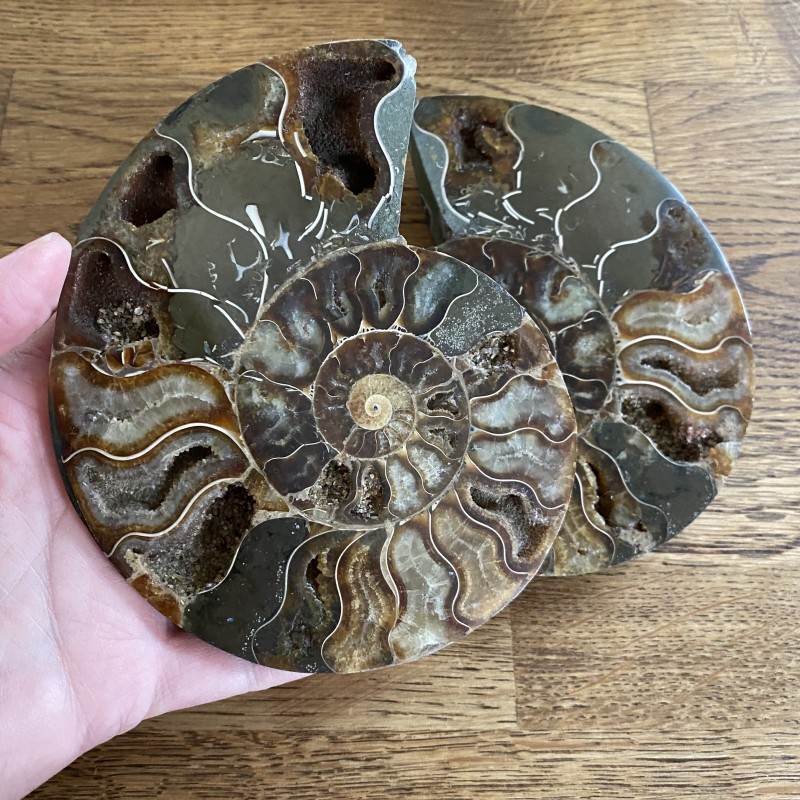 Ammonite Pair - J  14cm