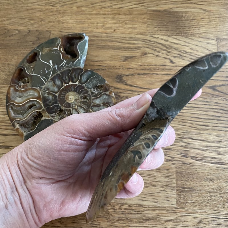 Ammonite Pair - J  14cm