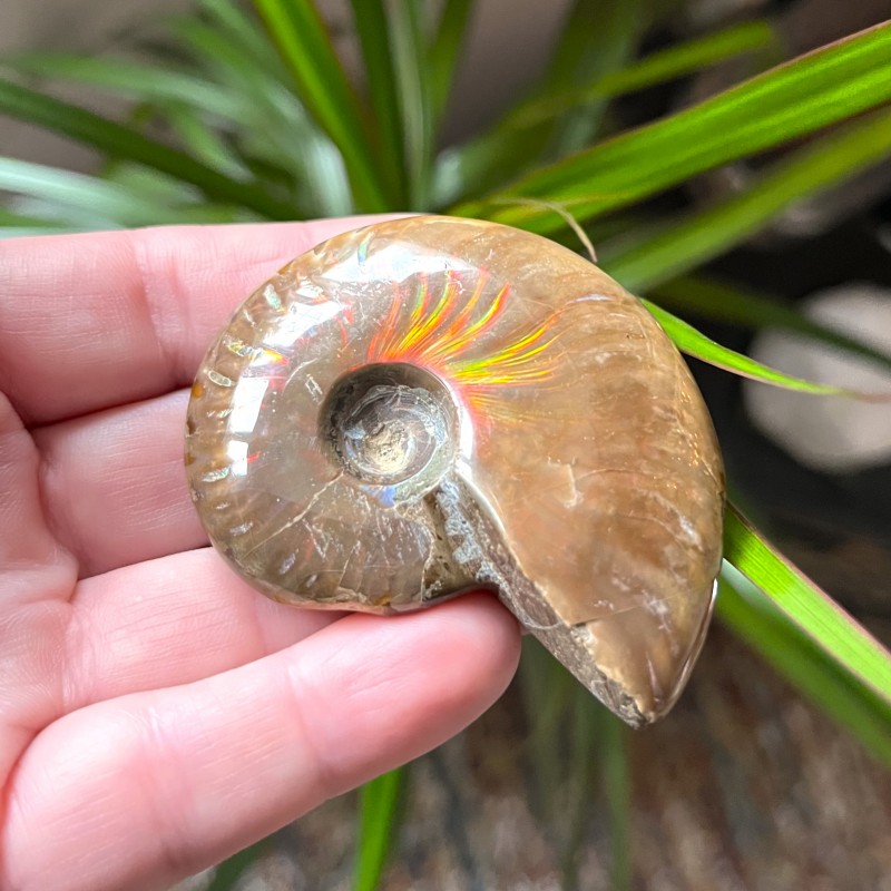 Iridescent Ammonite - K 6cm