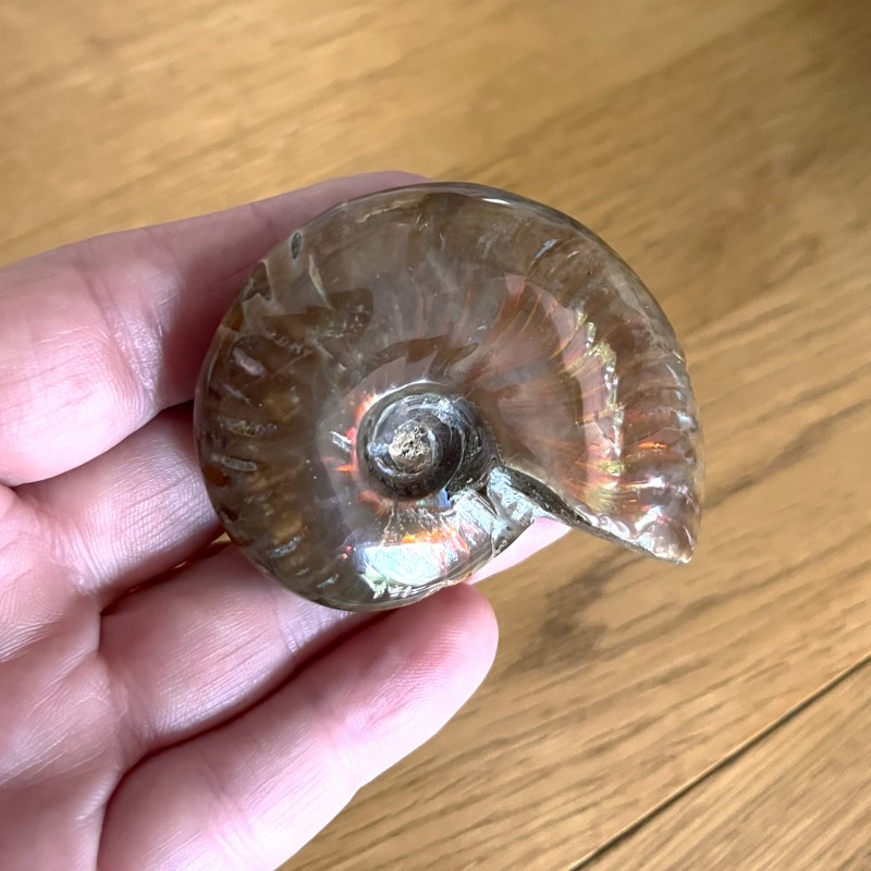 Iridescent Ammonite - K 6cm