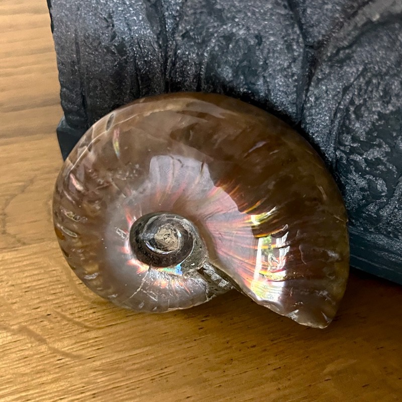 Iridescent Ammonite - K 6cm