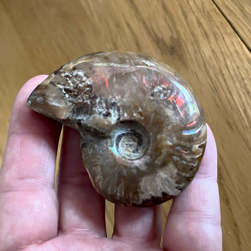 Iridescent Ammonite - K 6cm