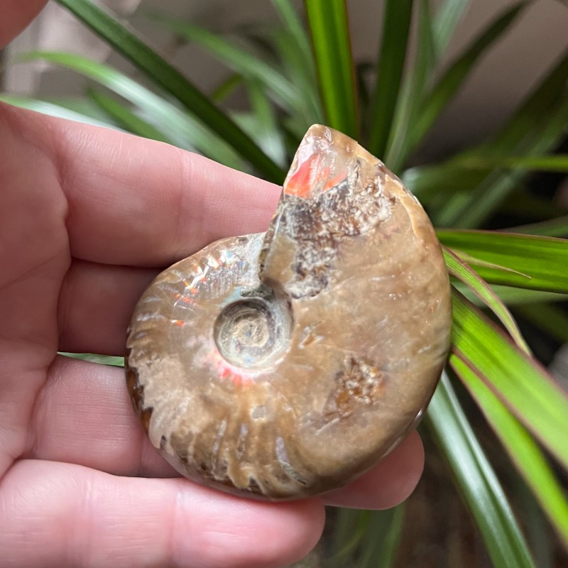 Iridescent Ammonite - K 6cm