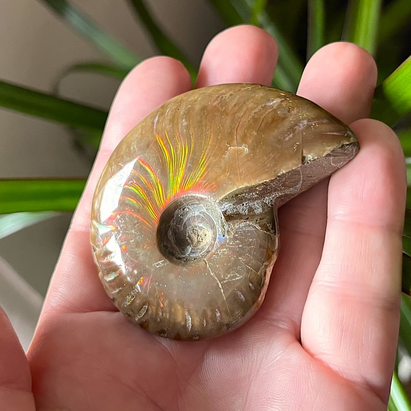 Iridescent Ammonite - K 6cm