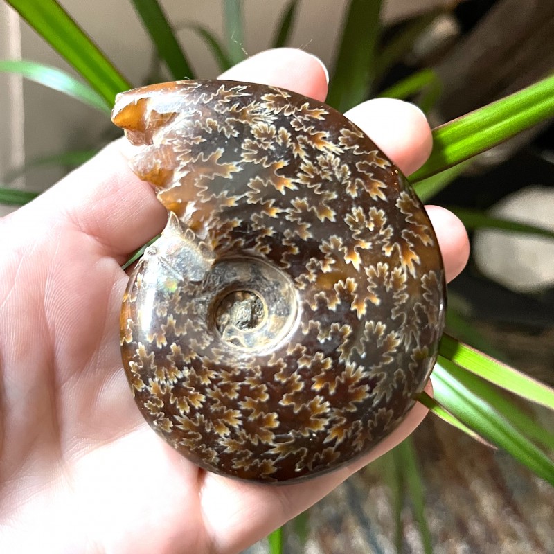 Cleoniceras Ammonite  'B'  - 433g