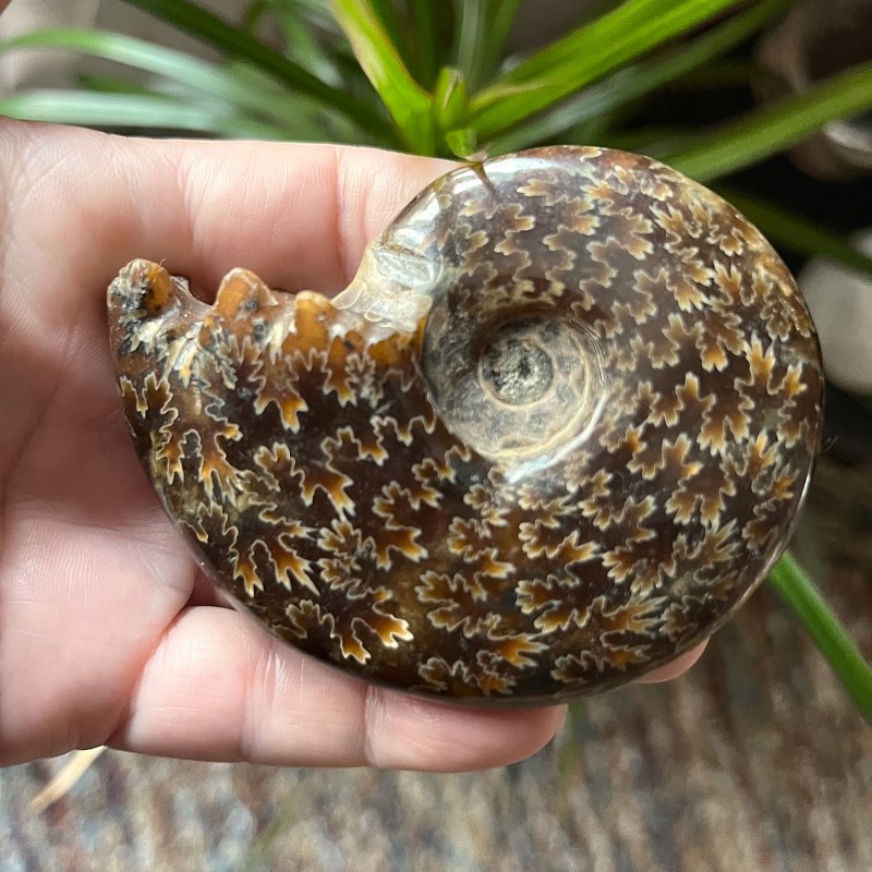 Cleoniceras Ammonite M  - 8cm