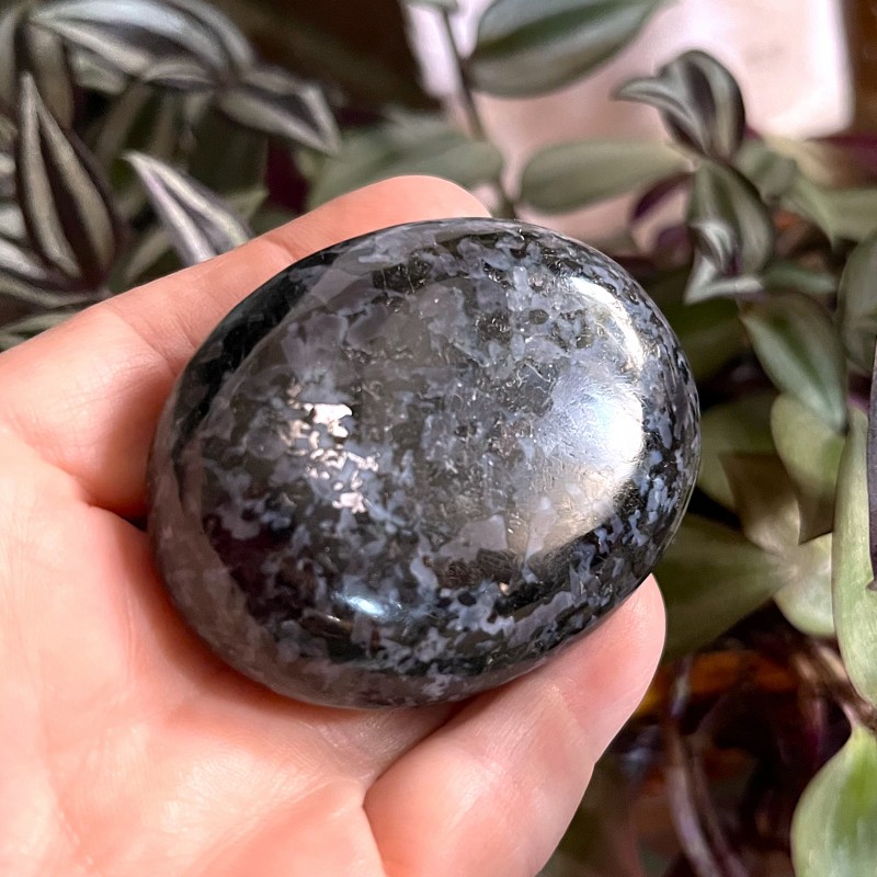 Indigo Gabbro Gallet 'A' - 6cm