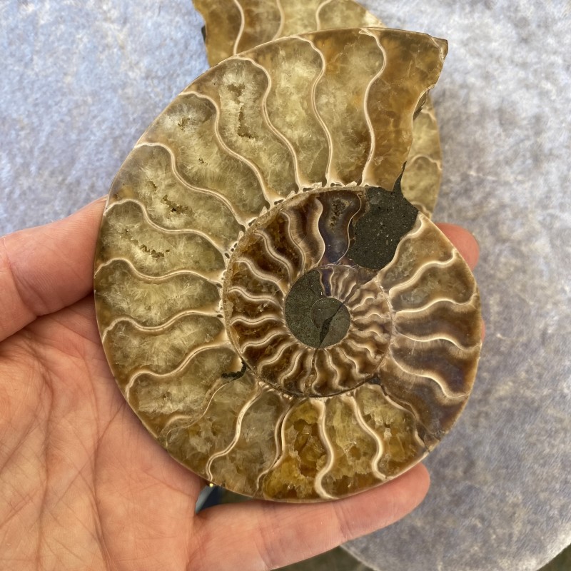 Ammonite Pair - F 11cm