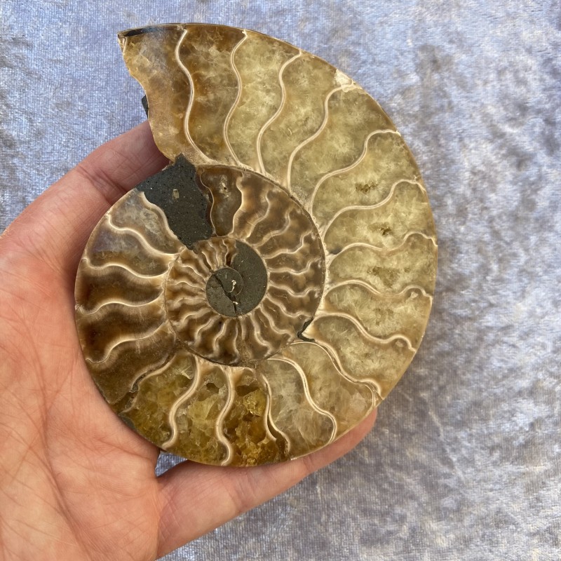 Ammonite Pair - F 11cm