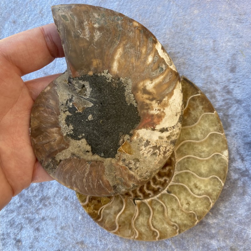 Ammonite Pair - F 11cm