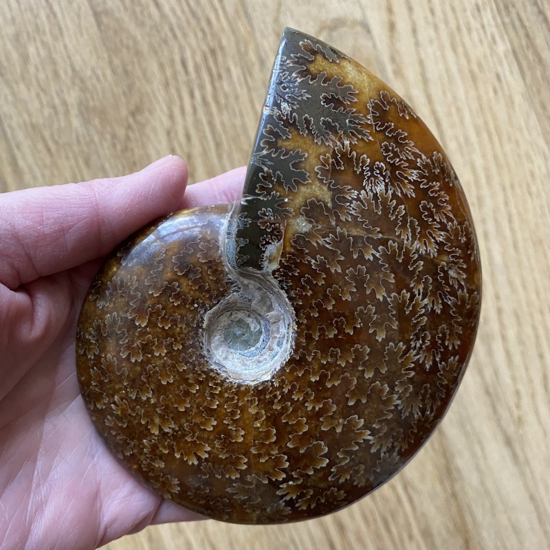 Ammonite P - 12.3cm