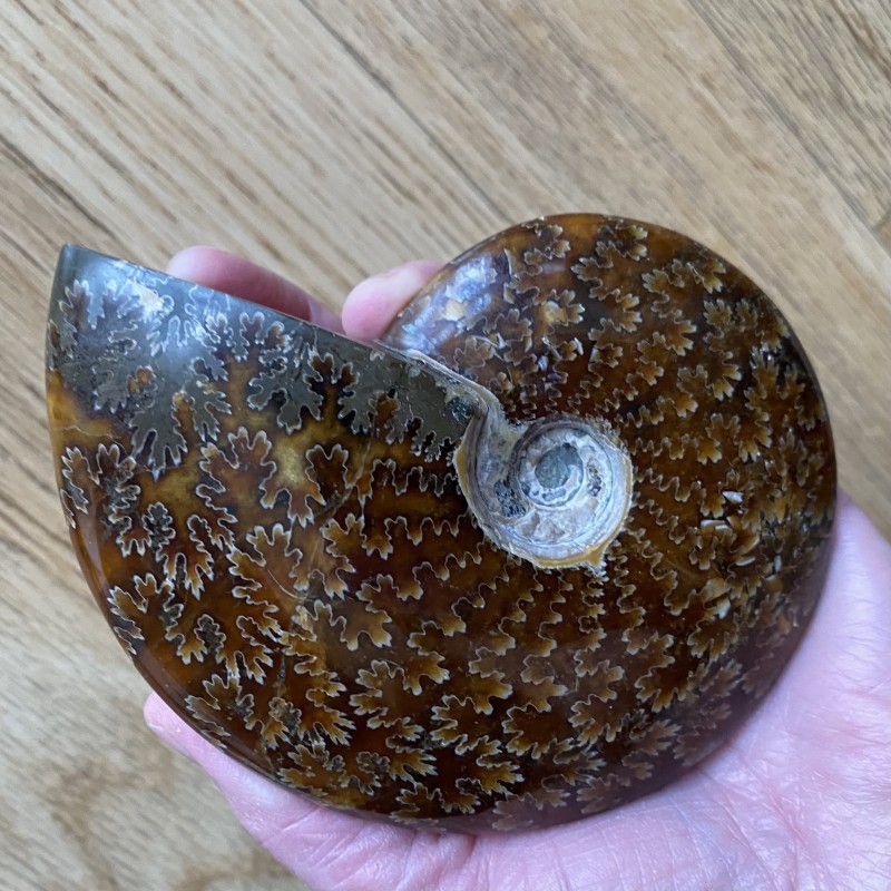 Ammonite P - 12.3cm