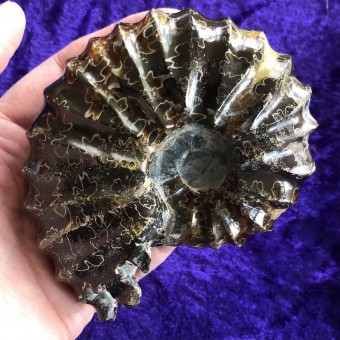 Ammonite Douvilleiceras 'E' - 10.5cm