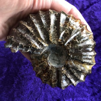 Ammonite Douvilleiceras 'E' - 10.5cm