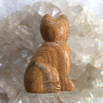 Cat - Picture Jasper