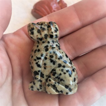 Dog - Dalmatian Jasper