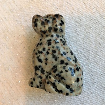 Dog - Dalmatian Jasper