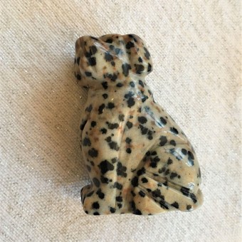 Dog - Dalmatian Jasper