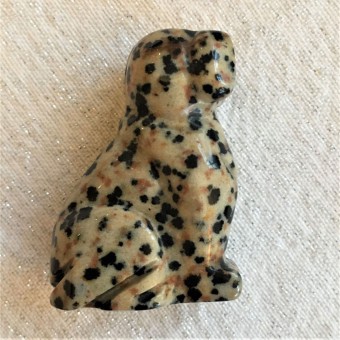 Dog - Dalmatian Jasper