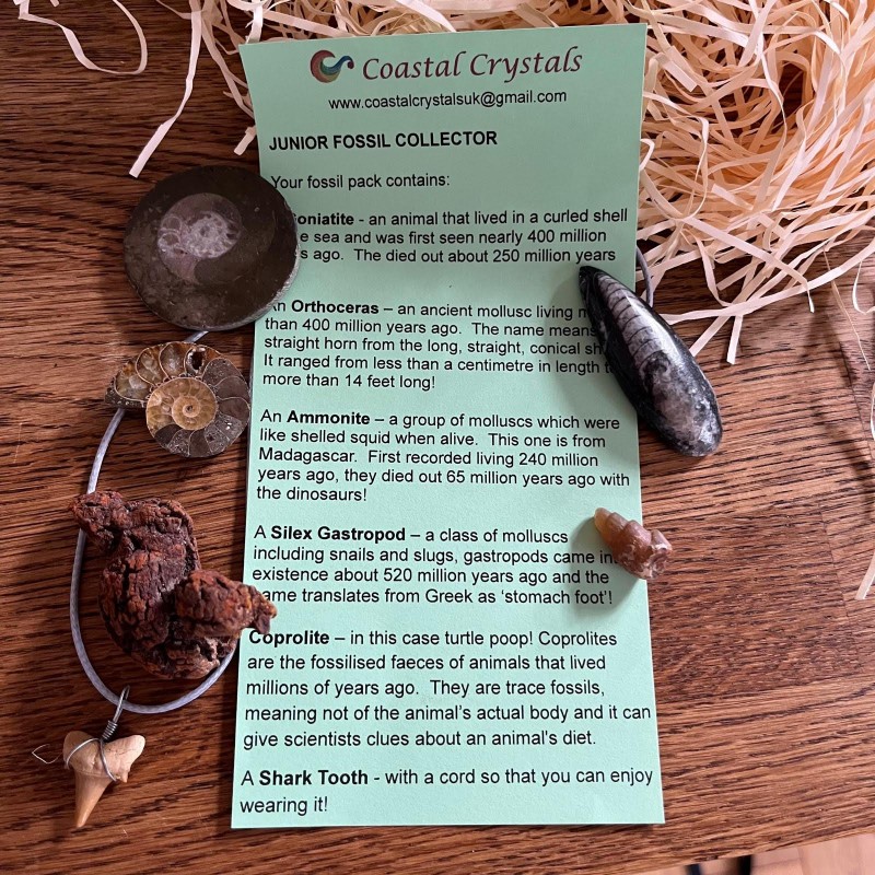 Junior Fossil Collector Set