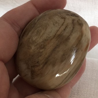 Petrified Wood Gallet 'H' - 5.4cm