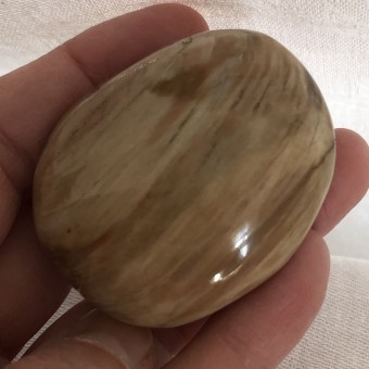 Petrified Wood Gallet 'H' - 5.4cm