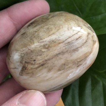 Petrified Wood Gallet 'H' - 5.4cm