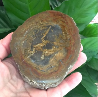 Petrified Wood Slice 'E' - 10cm