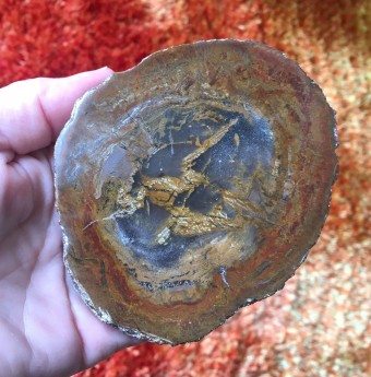 Petrified Wood Slice 'E' - 10cm