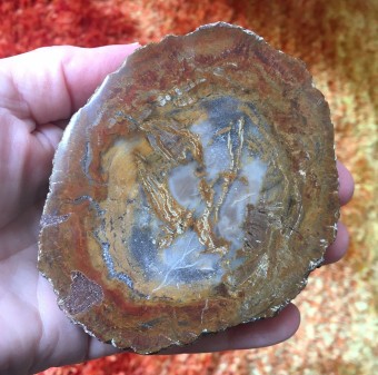 Petrified Wood Slice 'E' - 10cm