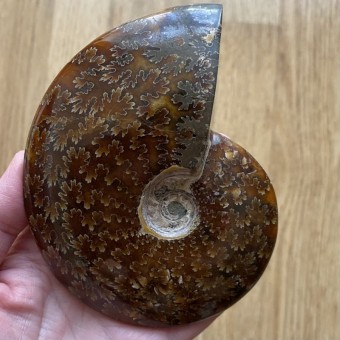 Ammonite P - 12.3cm