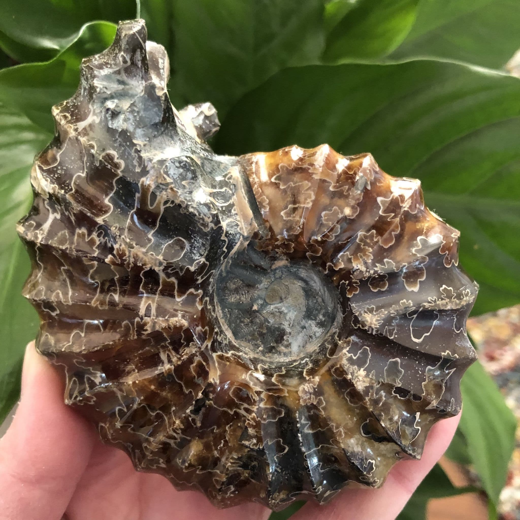 Ammonite Douvilleiceras 'E' - 10.5cm