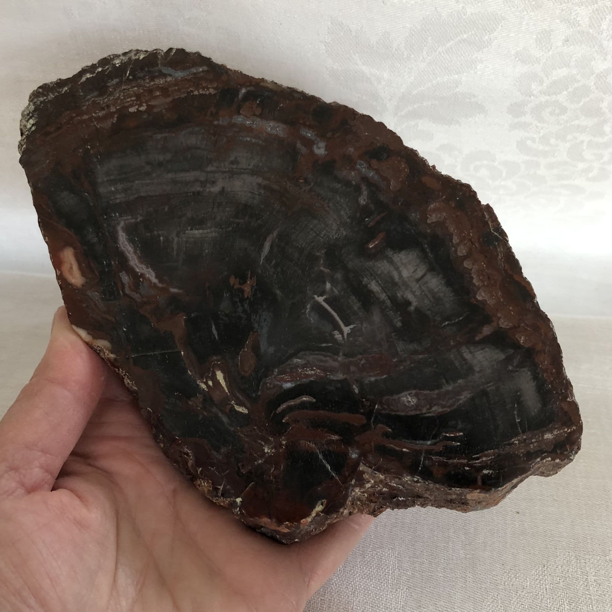 Petrified Wood Slice 'F'- 18cm