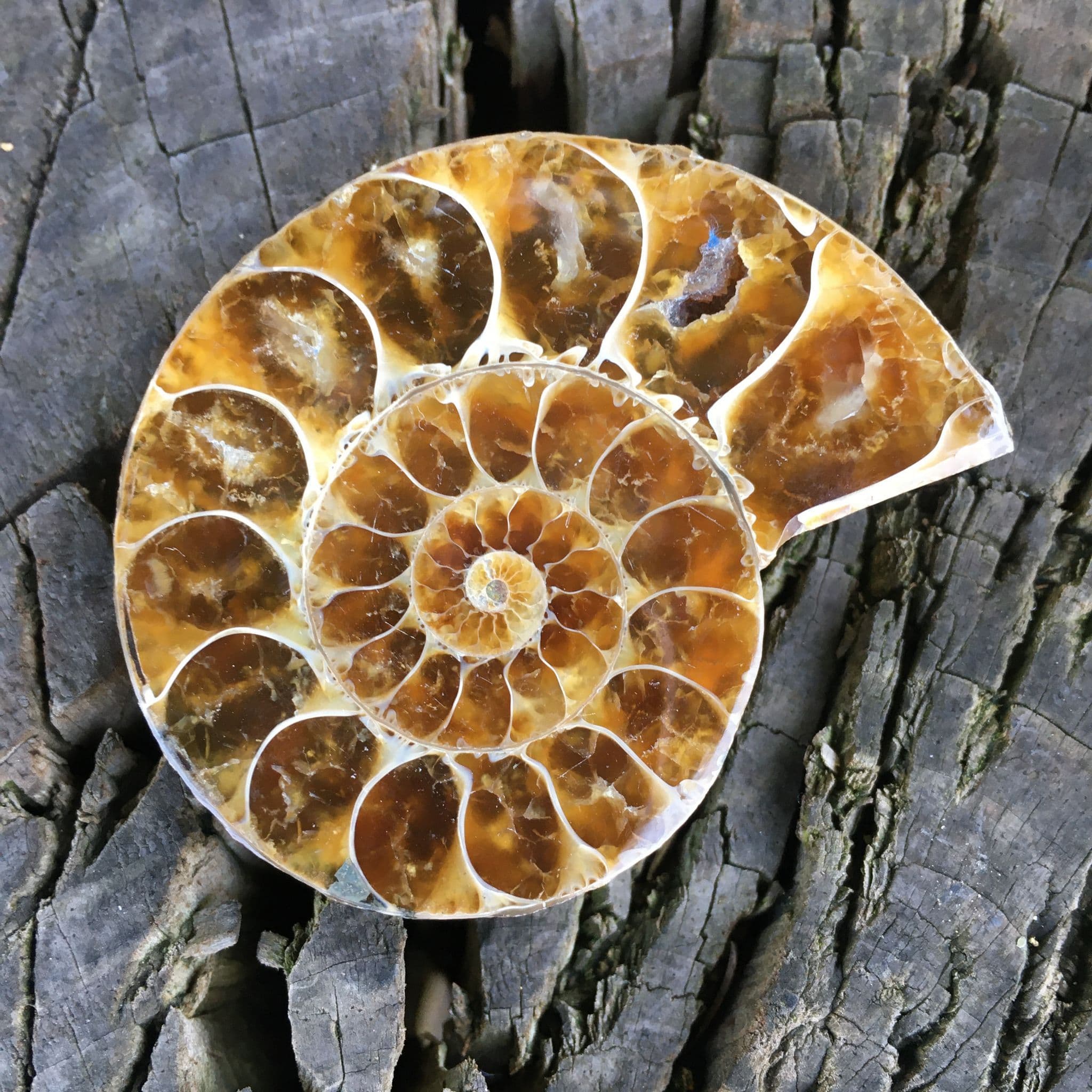 Ammonite