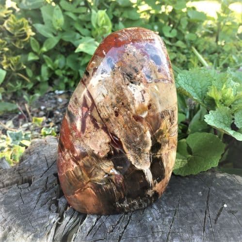 Petrified Wood